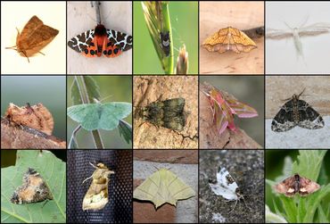 Collage van wat nachtvlinders op een gangbaar akkerbouwbedrijf van een van de meewerkende boeren in Flevoland