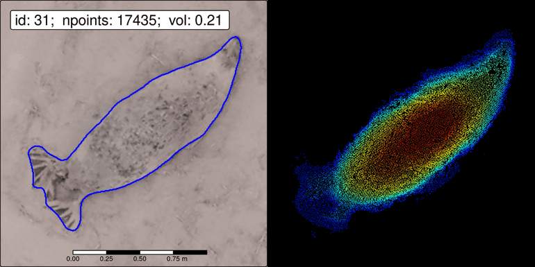 Met behulp van 3D-fotogrammetrie kan een 'point cloud' van een zeehond worden gemaakt, waarmee het volume en daarmee de conditie van het dier kunnen worden geschat. Links is een automatisch ‘gesegmenteerde’ zeehond te zien, die dient als basis voor het uitsnijden van de point cloud (rechts). De blauwe punten vertegenwoordigen laaggelegen gebieden, terwijl de rode punten hooggelegen gebieden aangeven