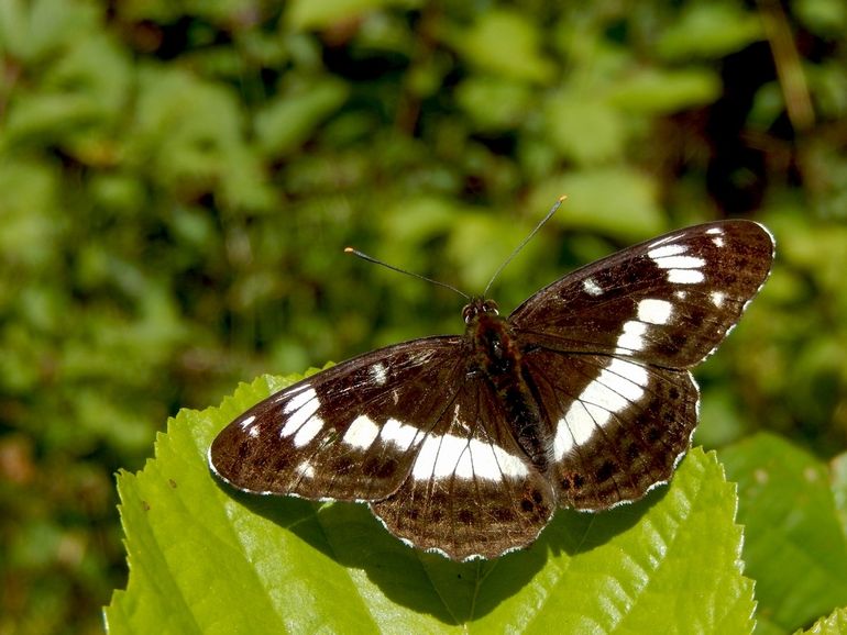 Kleine ijsvogelvlinder komt voor in kleinschalig gevarieerd bos