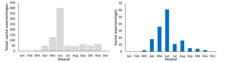 Totaal aantal waarnemingen (links) en waarnemingen van larven van kokerjuffers (rechts) in de verschillende maanden van 2024