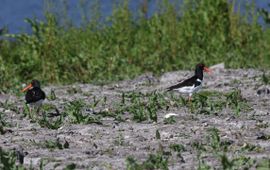 Scholeksters op droog perceel