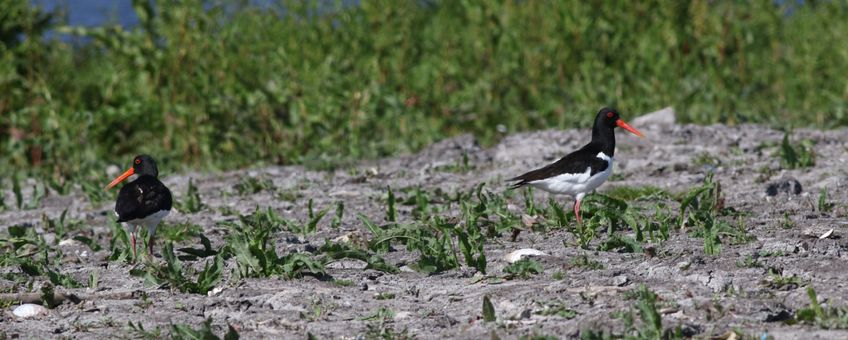 Scholeksters op droog perceel