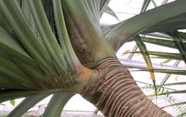 Pandanus utilis met spiraalsgewijs ingeplante bladeren (gespiegeld)