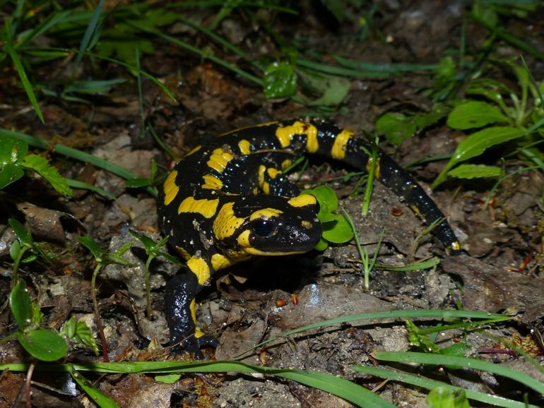Vuursalamanders zijn ’s nachts actief wanneer het bos nog nadrupt van een frisse regenbui