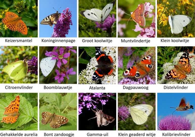 Enkele tuinvlinders die je komend weekend in de tuin of op het balkon te zien kan krijgen