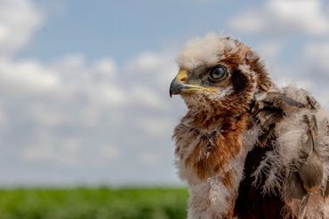 De zoon van Abe in 2024, als nestjong geringd met Geel H4 op 17 juli 2024