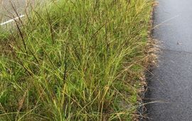 Rattenstaartgras in de middenberm van een autoweg bij Breda