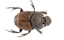 Onthophagus similis