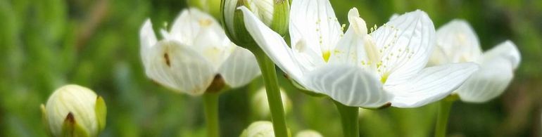 Parnassia