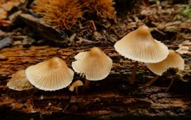 Mike Hirschler, Nederlandse Mycologische Vereniging Helmmycena's