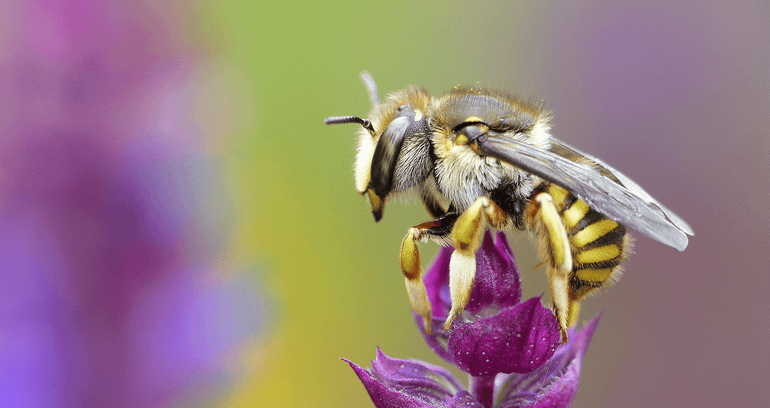 Grote wolbij, een prachtige wesp-mimicry, die het vooral goed doet in onze stedelijke omgeving