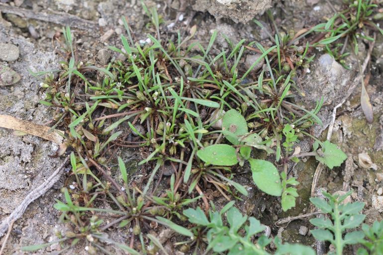 Slijkgroen met kleine witte bloemetjes is een typische rivierplant en kiemt op in de loop van de zomer droogvallende slikkige oevers.