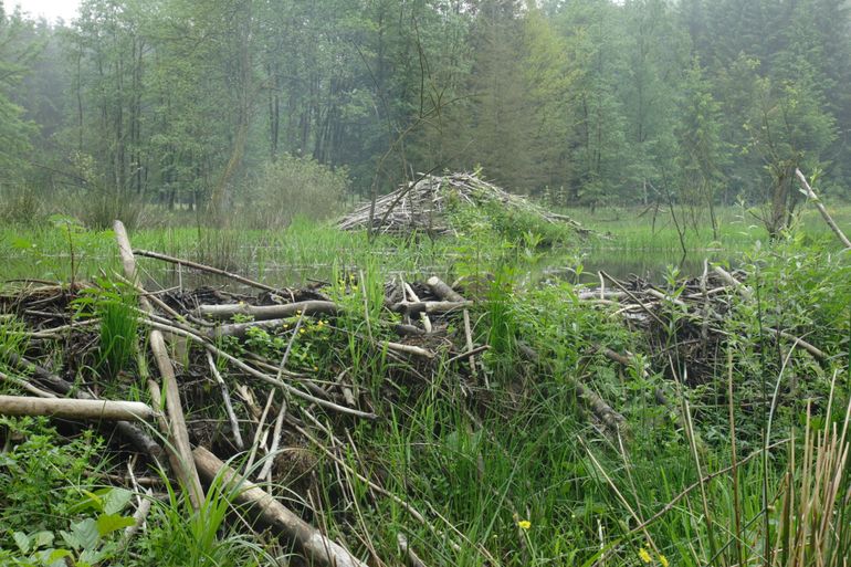 Beverdam en -burcht in een beekdal in de Belgische Ardennen