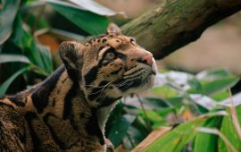 © naturepl.com, Georgette Douwma, WWF Nevelpanter