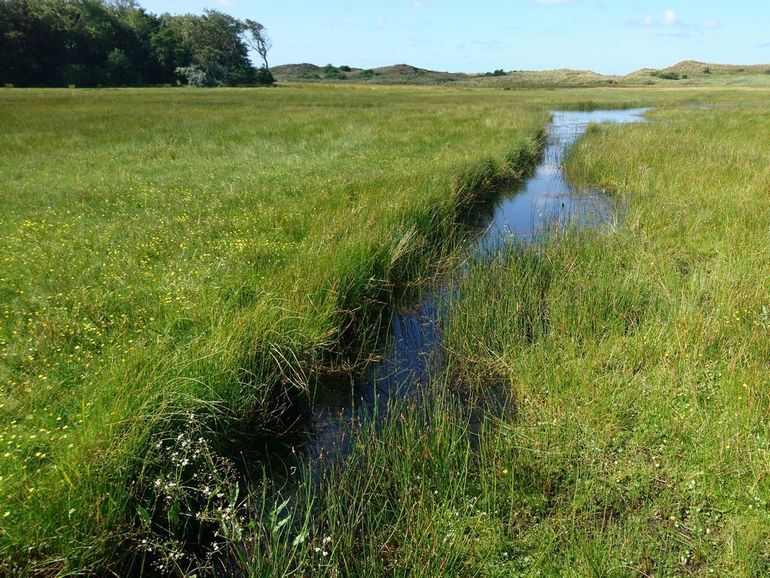 Een biodiverse sloot van goede (basis)kwaliteit