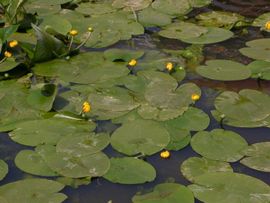 Nuphar lutea, Gele plomp, Yellow Water-lily
