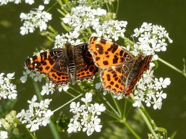 De voorjaars- en zomergeneraties van het landkaartje waren groot