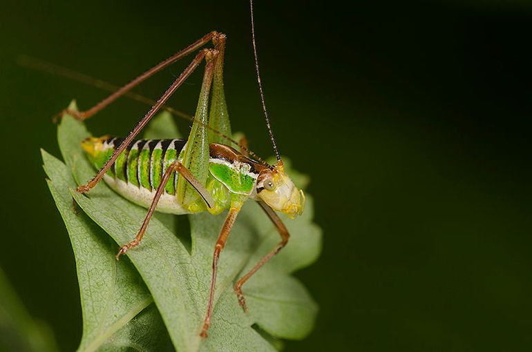 The Cretan Bright Bush-cricket (Poecilimon cretensis) is mentioned as not vulnerable on the Red List