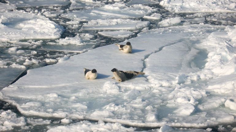 Stijgende temperaturen en slechte ijsvorming maken het moeilijk voor zadelrobben om hun pups groot te brengen en om op vis te jagen