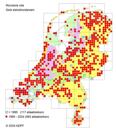 Verspreidingskaartje van de Gele stekelkorstzwam