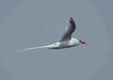 Roodsnavelkeerkringvogel