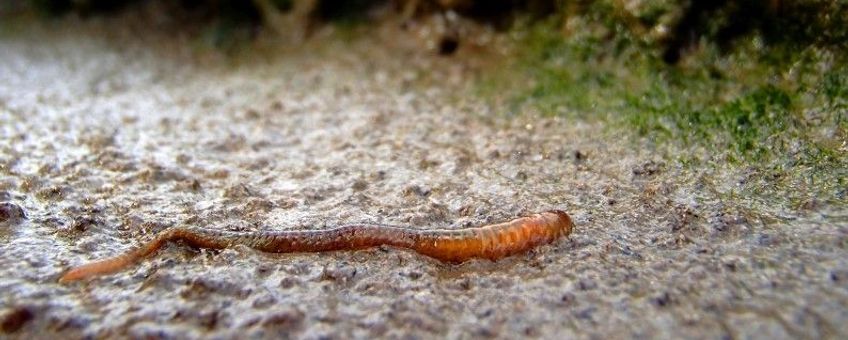 zager op jacht naar voedsel, zeeduizenpoot