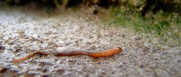 Ragworm near algae patch. Algae are at the base of the food web