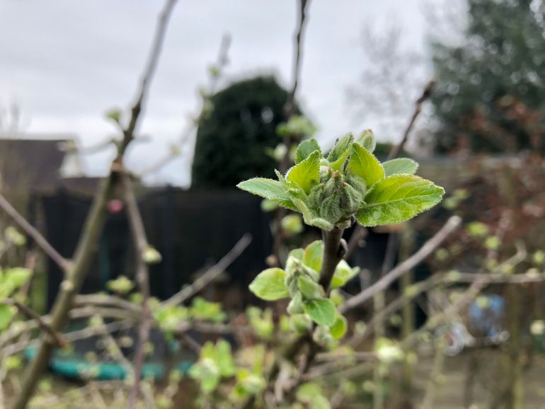 Appel ontplooit zijn bladeren al en bloemknoppen zijn goed zichtbaar