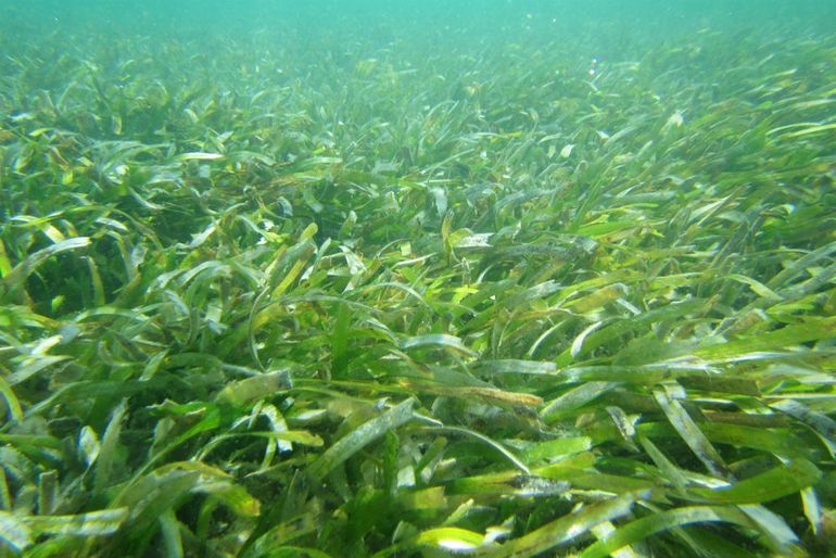 Native seagrass