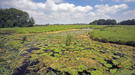 Polder Berkenwoude