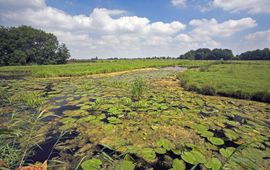 Polder Berkenwoude