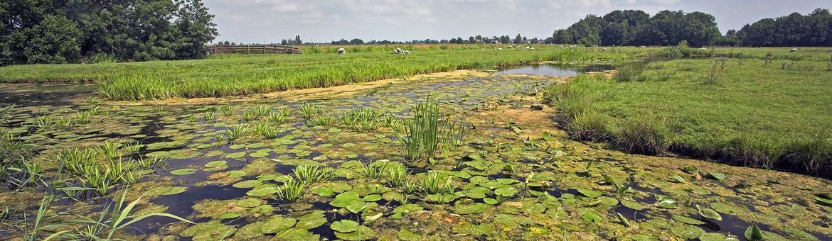Polder Berkenwoude