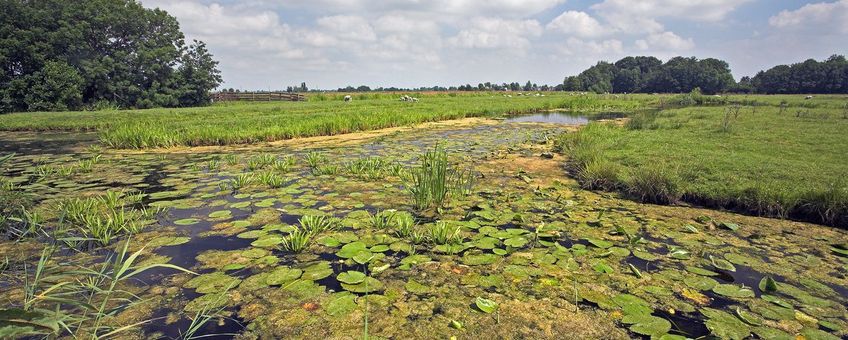 Polder Berkenwoude