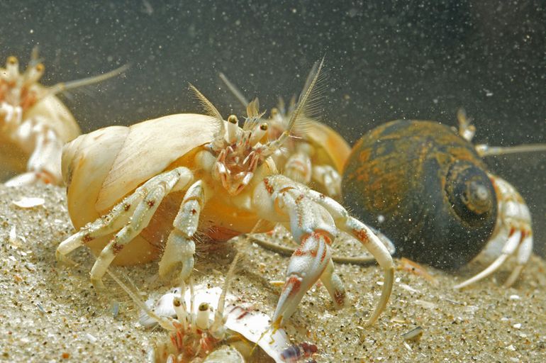 Afgelopen week kwam de Kleine heremietkreeft weer massaal richting het strand. Het was een drukte van belang