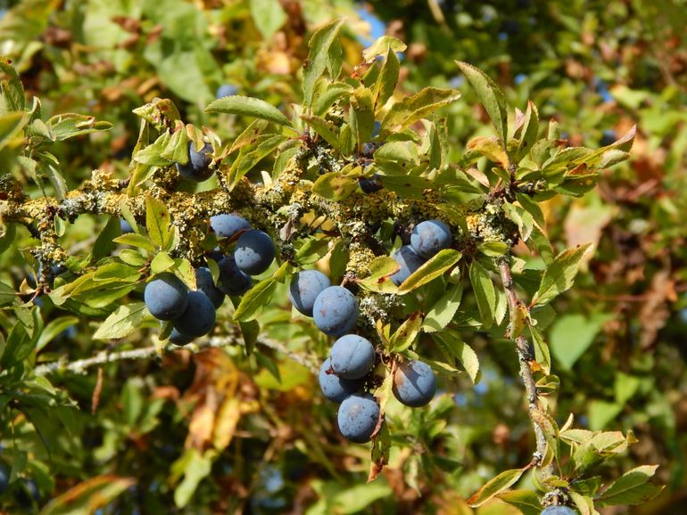 Bessen van de sleedoorn 