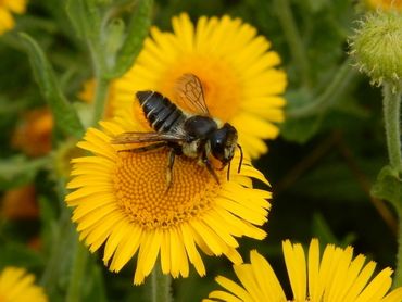 Ook voor bijen (hier een behangersbij) en zweefvliegen moet de situatie drastisch verbeteren