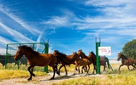 Juan Carlos Muños Robredo, Rewilding Europe Wilde paarden
VOOR EENMALIG GEBRUIK