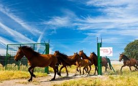 Wilde paarden
VOOR EENMALIG GEBRUIK