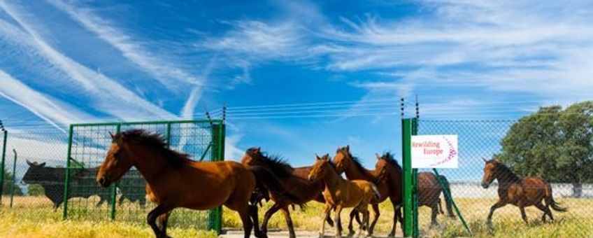 Wilde paarden
VOOR EENMALIG GEBRUIK