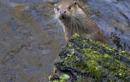 Hugh Jansman, Alterra Otter Hugh Jansman, Alterra
