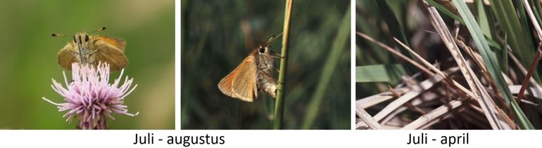 Zwartsprietdikkopje kan zich alleen succesvol voortplanten als er ook in de winter overstaande grassen zijn