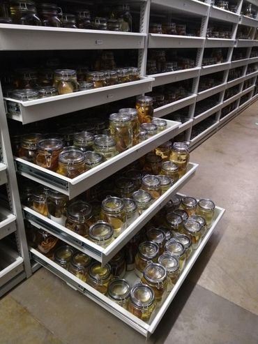 In de collectie staan miljoenen objecten uit de natuur compact bij elkaar