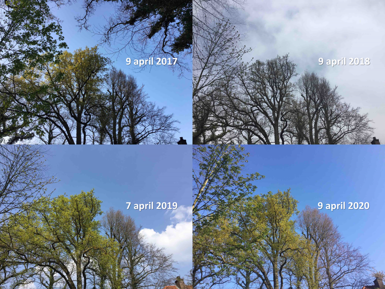 Zomereiken in Enschede rond 9 april 2017, 2018, 2019 en 2020