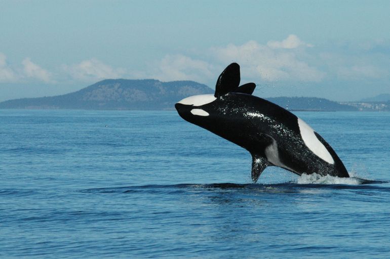 Resident killer whale J8, aged 72, breaches