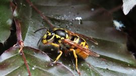 Duitse wesp Vespula germanica 5 6 2021
