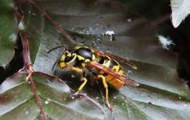 Duitse wesp Vespula germanica 5 6 2021