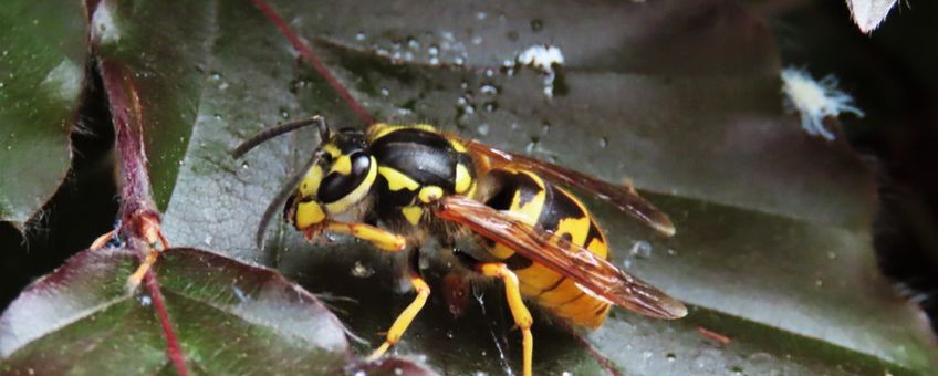 Duitse wesp Vespula germanica 5 6 2021