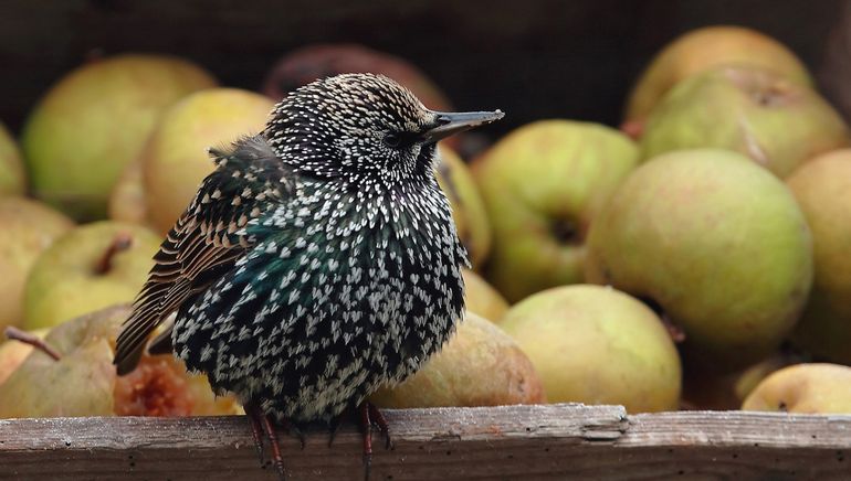 Miljoenen spreeuwen overwinteren in ons land. 's Winters zijn ze prachtig gestippeld in plaats van zwart