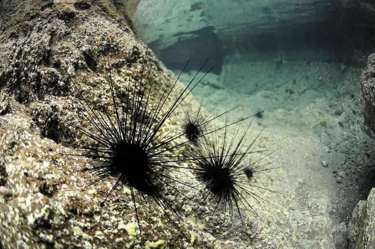 Long-spined urchins (Diadema antillarum)