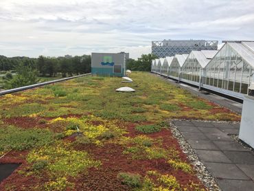 Sedumdak op de campus van Wageningen University, juli 2016